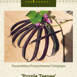 Taitepapu 'Purple Teepee'