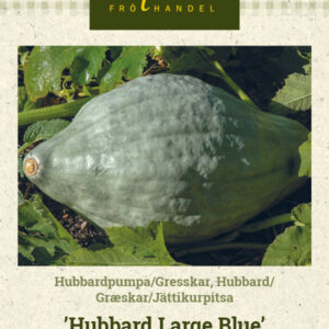 Jättikurpitsa 'Hubbard Large Blue'