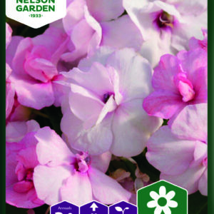 Ahkeraliisa 'Athena Appleblossom' F1