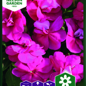 Ahkeraliisa 'Athena Bright Purple'F1