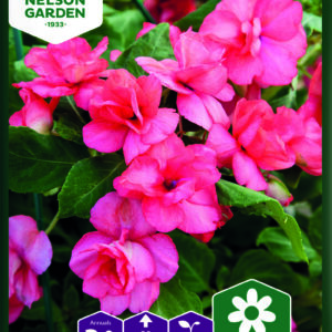 Ahkeraliisa 'Athena Coral' F1