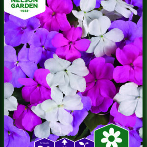 Ahkeraliisa 'Beacon Chicago Mixture' F1