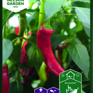 Maustepaprika 'Hyper' F1