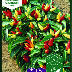 Chilipaprika 'Victoria'