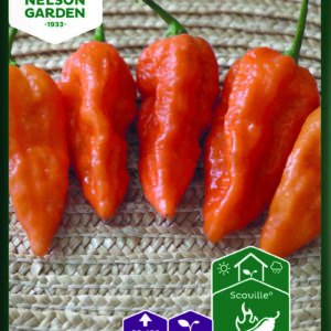 Havannapaprika 'Draco Orange'