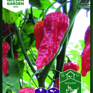 Havannapaprika 'Draco Red'