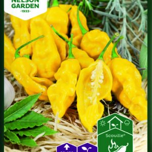 Havannapaprika 'Draco Yellow'