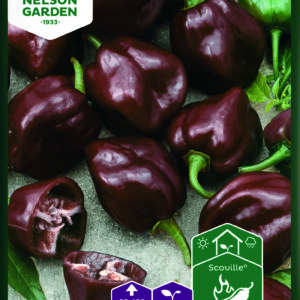 Havannapaprika 'Habanero Chocolate'