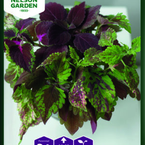 Isokirjopeippi 'Formula Mixture'