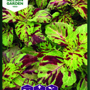 Isokirjopeippi 'Mosaic'