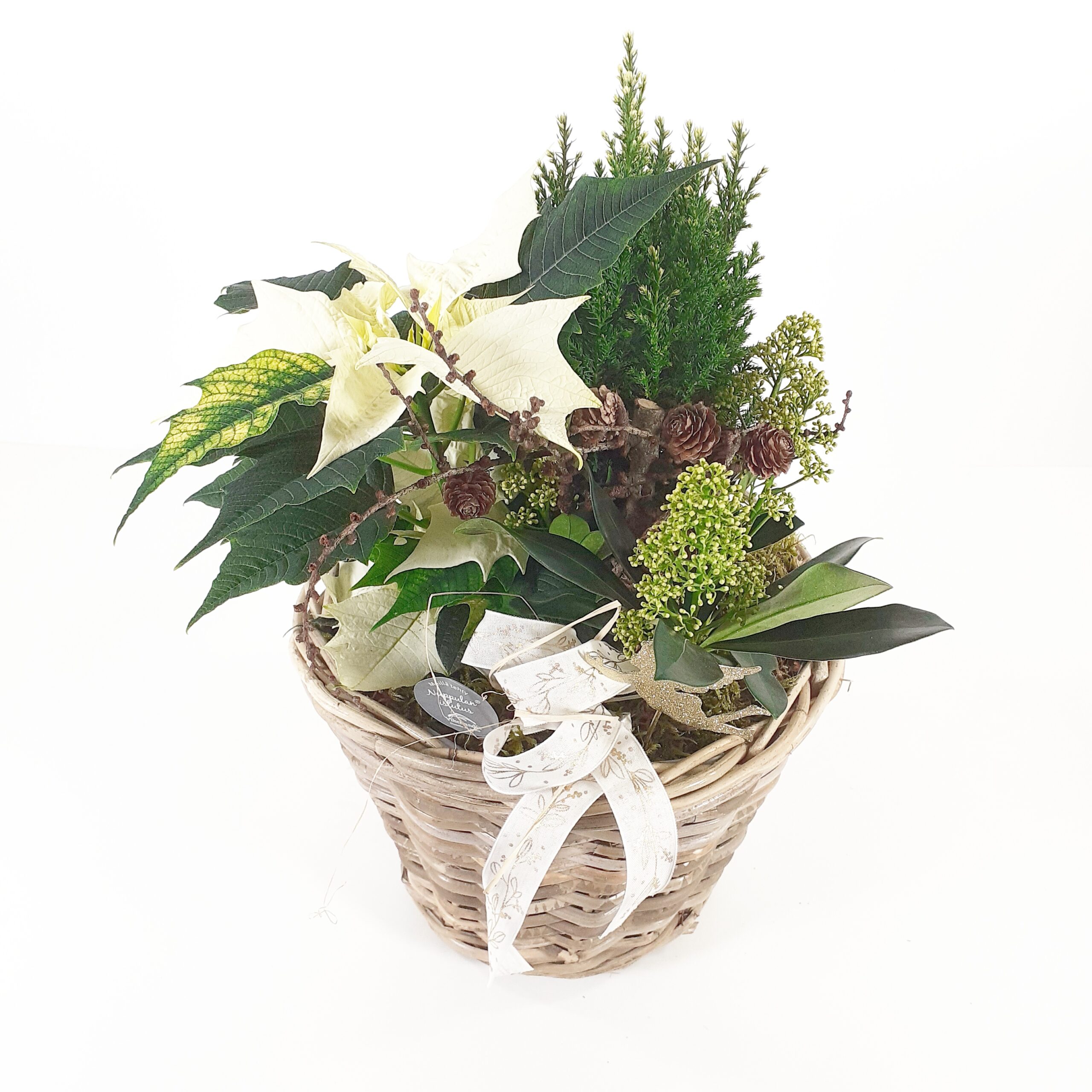 Jouluistutus 'Enkeli taivaan'