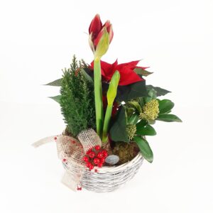 Jouluistutus 'Joulumaa'