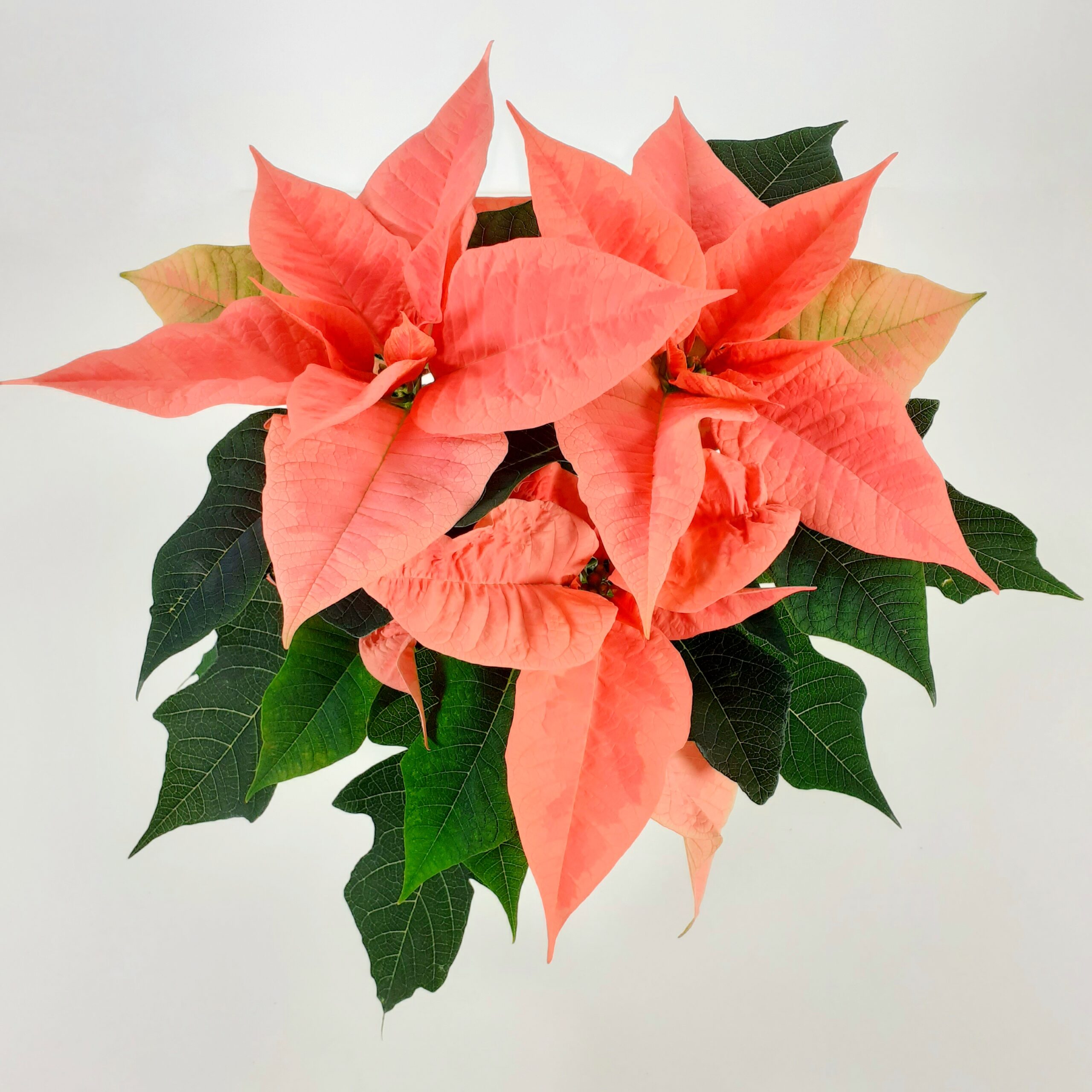 Joulutähti, Mon, L, 'Pink Champagne'