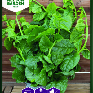 Malabarinpinaatti, Valkoinen