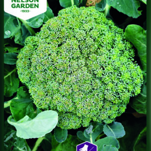 Parsakaali  'Mauricius' F1