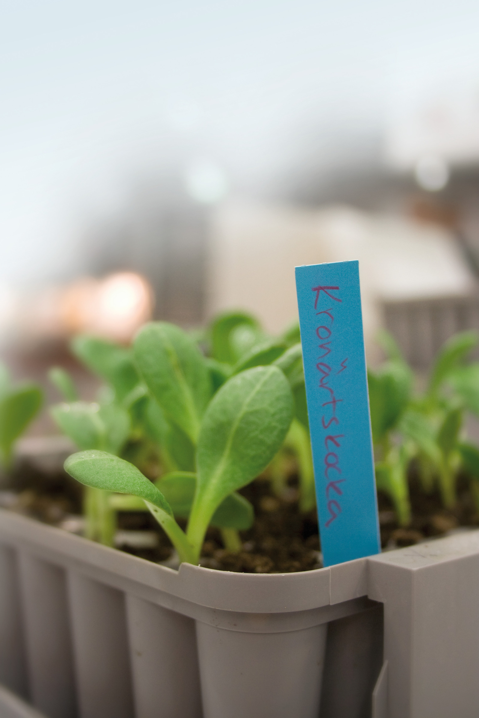 Pienoiskasvihuone Pluggbox - Image 2