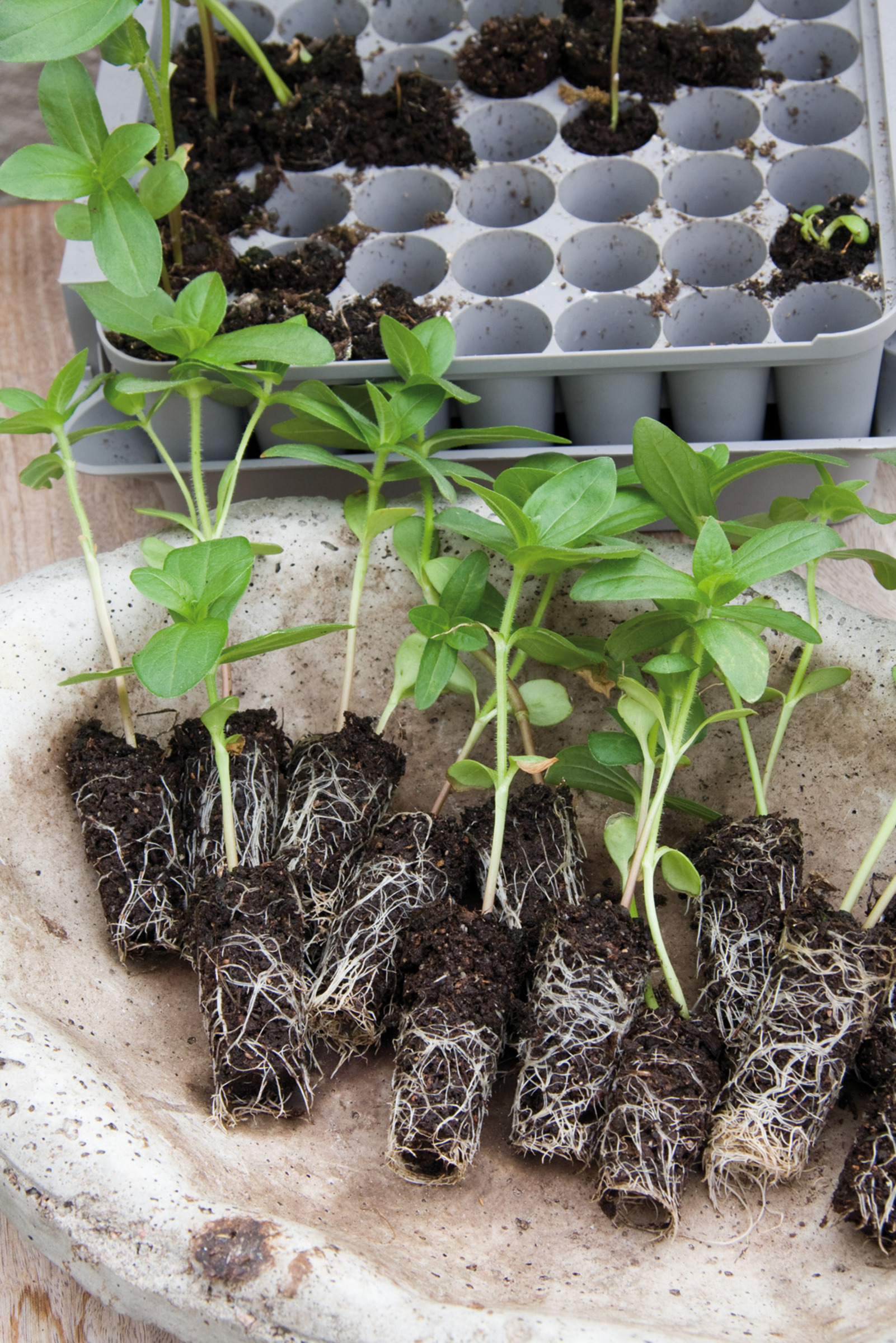 Pienoiskasvihuone Pluggbox - Image 3