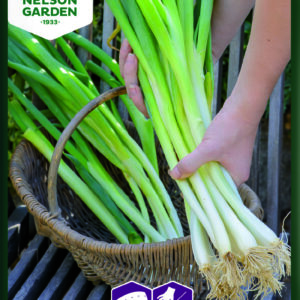 Pillisipuli 'LongWhiteIshikura', Kylvönauha