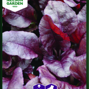 Punajuuri 'Bull's Bood'