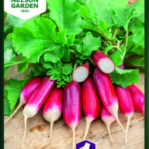 Retiisi 'De dix-huit jours'