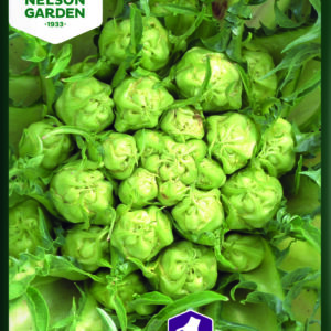 Salaattisikuria 'Puntarelle di Galatina'