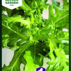 Tammenlehtisalaatti 'Cerbiatta'