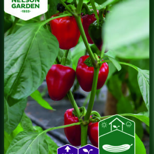 Vihannespaprika 'Kobold' F1