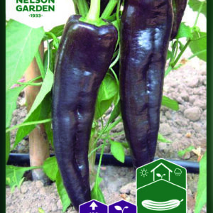 Vihannespaprika 'Warrior' F1