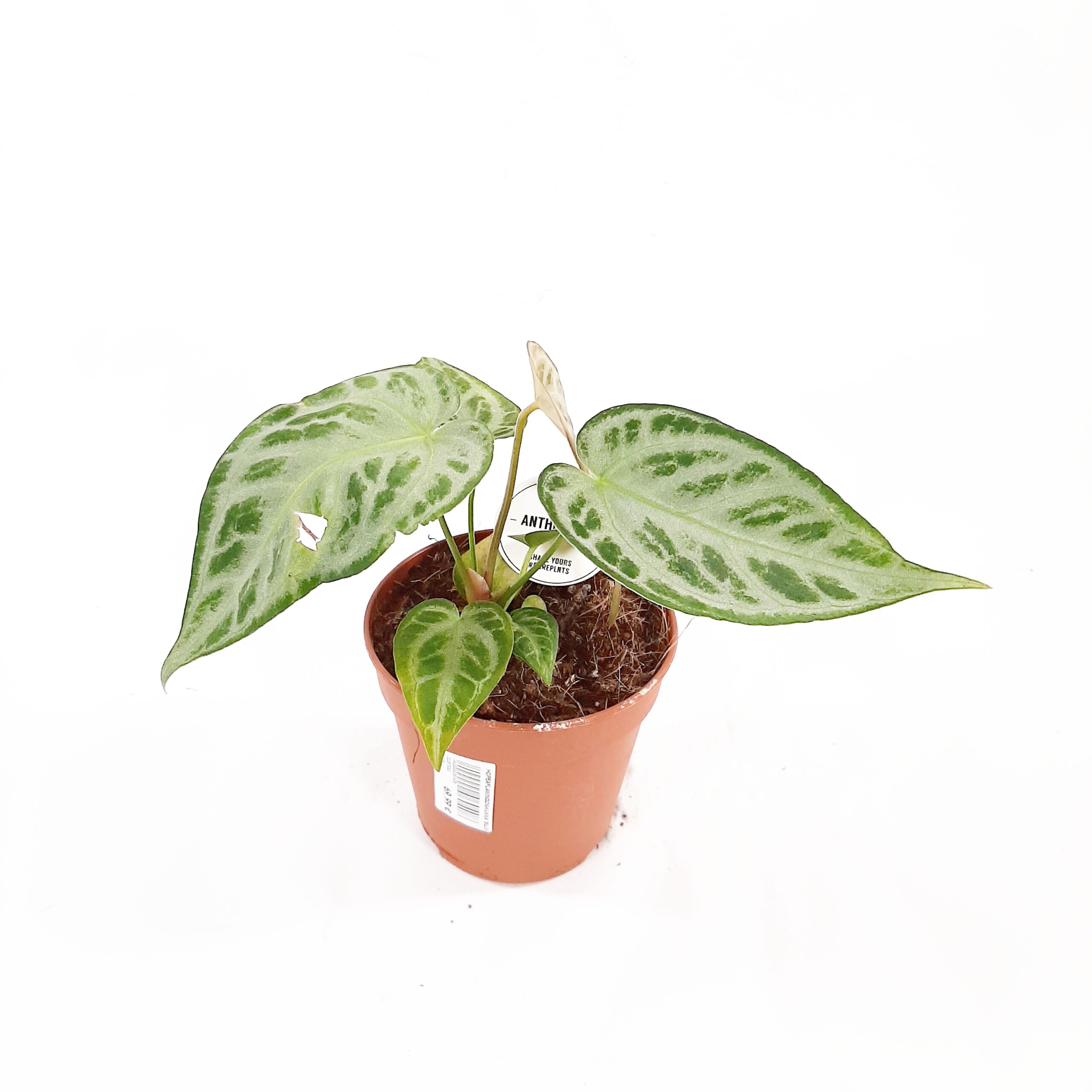 Hopeaflamingonkukka 'Silver Blush' p12 - Image 2