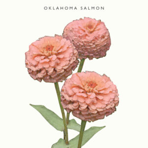 Isotsinnia Oklahoma Salmon