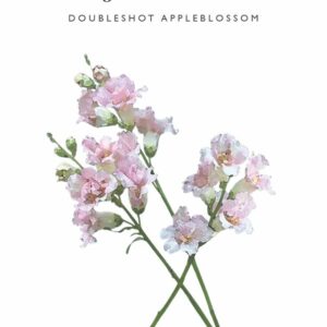 Leijonankita Doubleshot Appleblossom