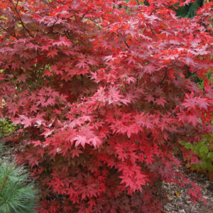 Japaninvaahtera 'Atropurpureum'; 40-60,At,Ul