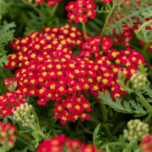 Punakärsämö 'Paprika'; At,p12,Ul