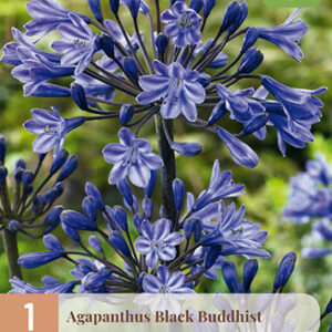 Sinisarja 'Black Buddhist'