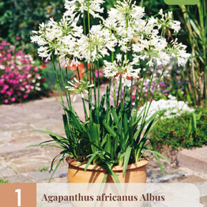 Sinisarja Albus 1 kpl