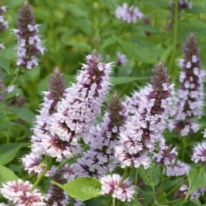 Iiso Beelicious® Pink; At,2L,Ul