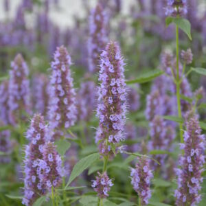 Iiso Beelicious® Purple; At,2L,Ul