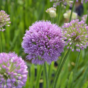 Vaarinlaukka 'Millenium'; At,2L,Ul