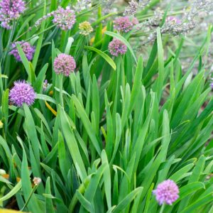 Vaarinlaukka; At,p12,Ul