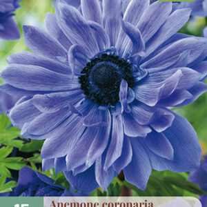 Kruunuvuokko 'Lord Lietenant' 15 kpl