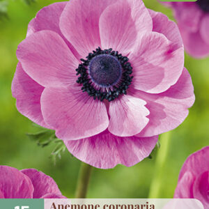 Kruunuvuokko 'Sylphide' 15 kpl