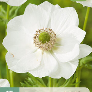 Kruunuvuokko 'Bride' 15 kpl