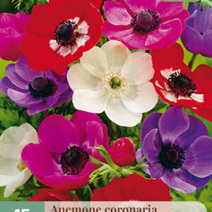 Kruunuvuokko De Caen Mix 15 kpl