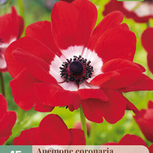 Kruunuvuokko 'Hollandia' 15 kpl