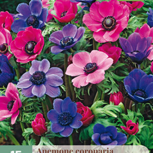 Kruunuvuokko Purple Pink Mix 15 kpl