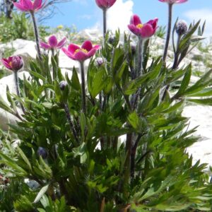 Amerikanvuokko 'Rubra'; At,p12,Ul