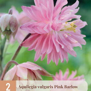 Jaloakileija 'Pink Barlow'; Juurakko 2kpl