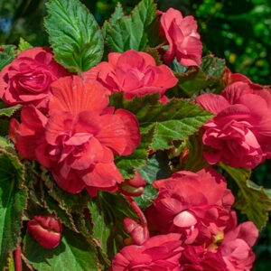 Riippabegonia l.karjalanneito 'Pink', 1 kpl