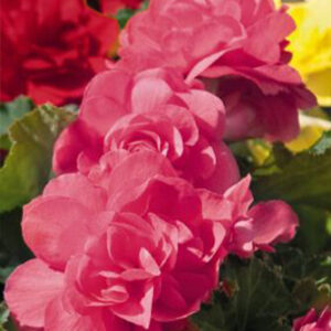 Mukulabegonia 'Pink', 1 kpl