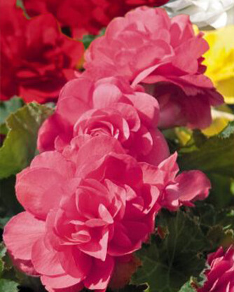 Mukulabegonia 'Pink', 1 kpl